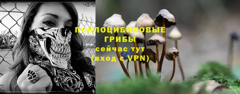 Галлюциногенные грибы Psilocybe  хочу   Буйнакск 